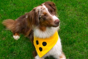 Vermeidet Missverständnisse auf der Straße: Blindenhalstuch für Hunde.